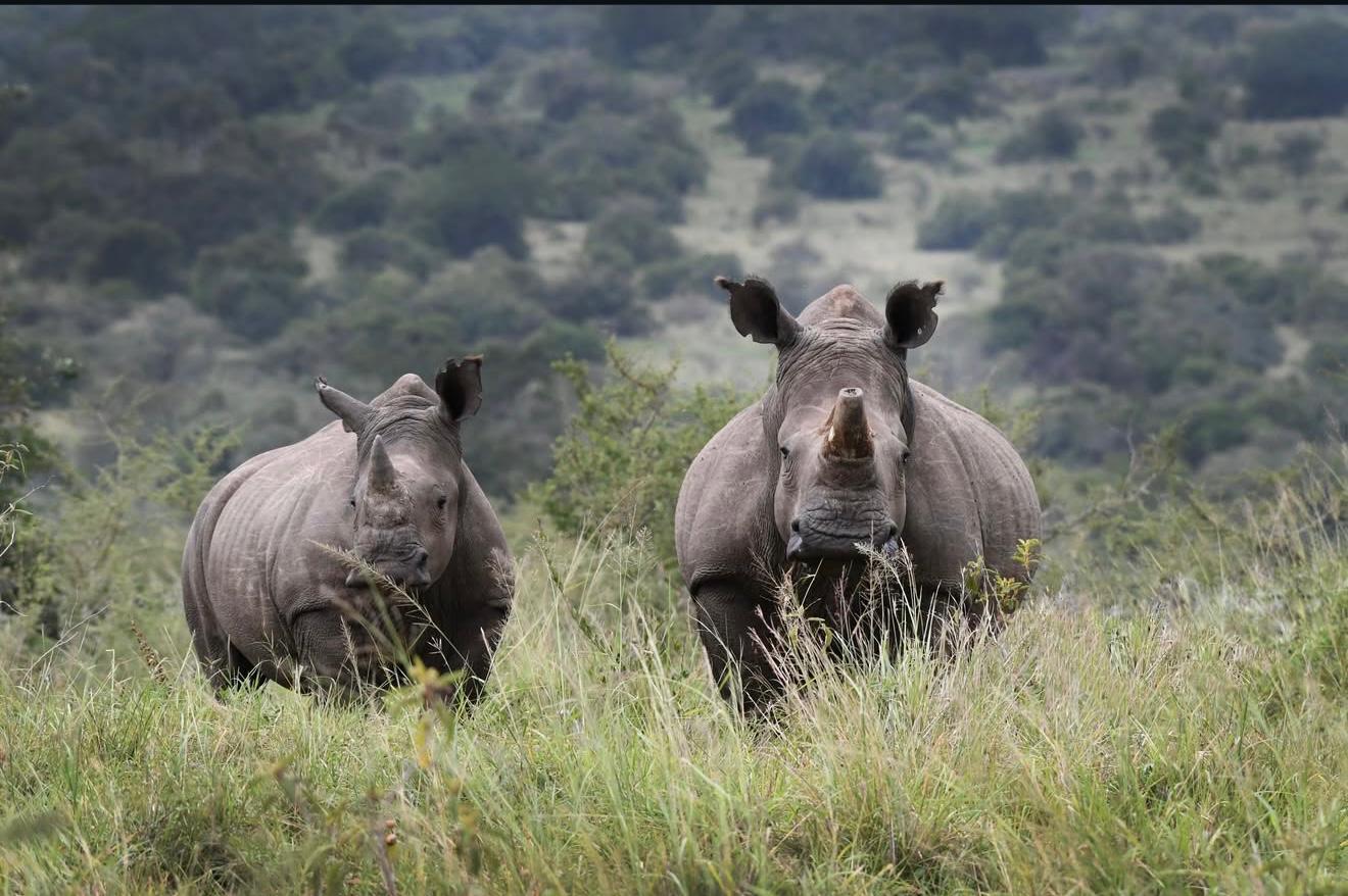 Day Akagera National Park Game Drive